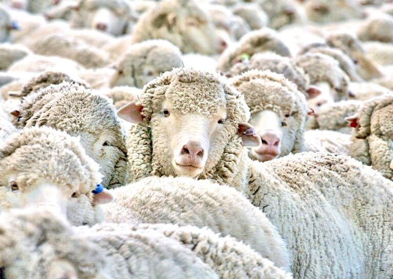 Victory! Australian Parliament Bans Live Sheep Exports In Historic Move; Is The EU Next?