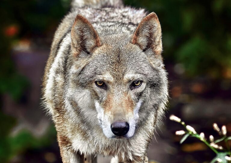 Lawsuit Filed Against U.S. Fish & Wildlife For Failure To Protect Imperiled Western Gray Wolves