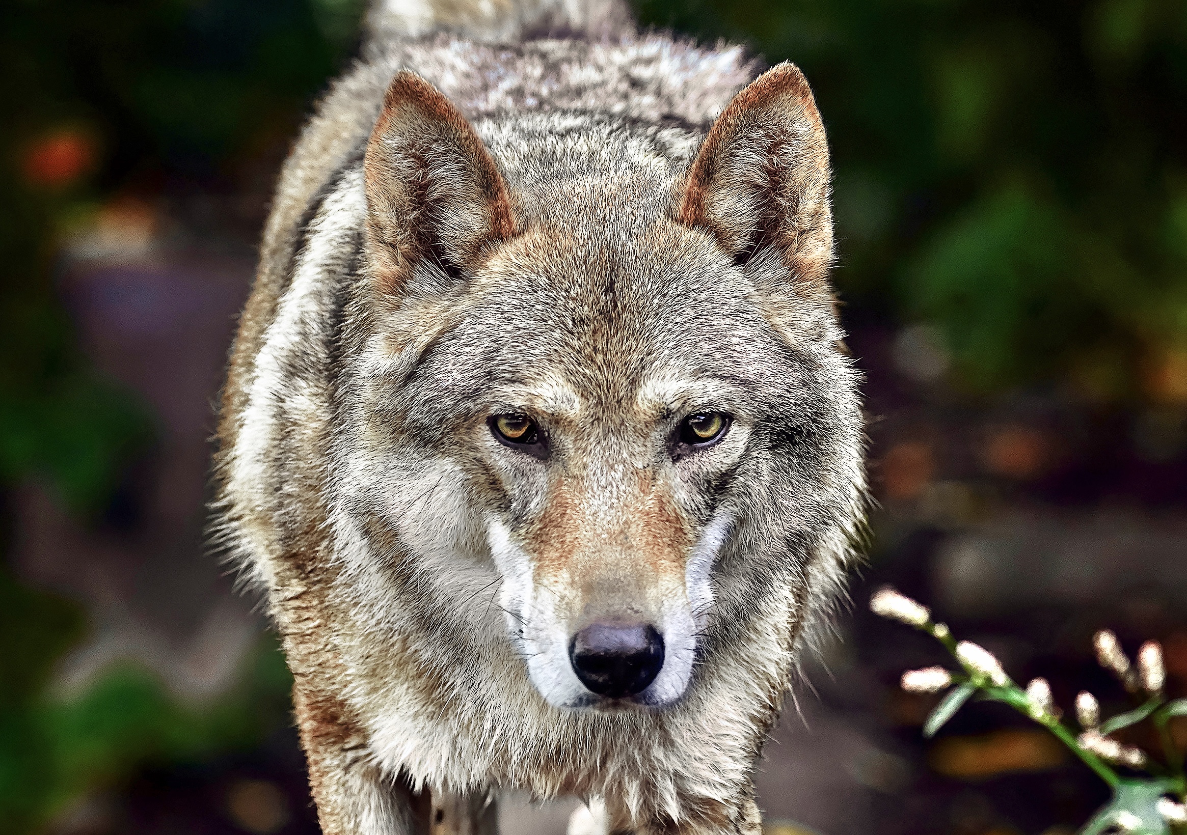 Portrait of a grey wolf Canis Lupus, a close-up photo of a predator ...