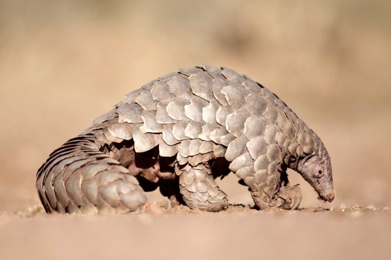 Ex-Police Officer Sentenced To Almost 16 Years In Prison After Trafficking 81 Critically Endangered Pangolins In Malaysia