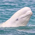 Beluga Whale or White Whale, Delphinapterus leucas, Cunningham Inlet, Somerset Island, Nunavut, Canada, Canadian Arctic Archipelago,  Monodontidae