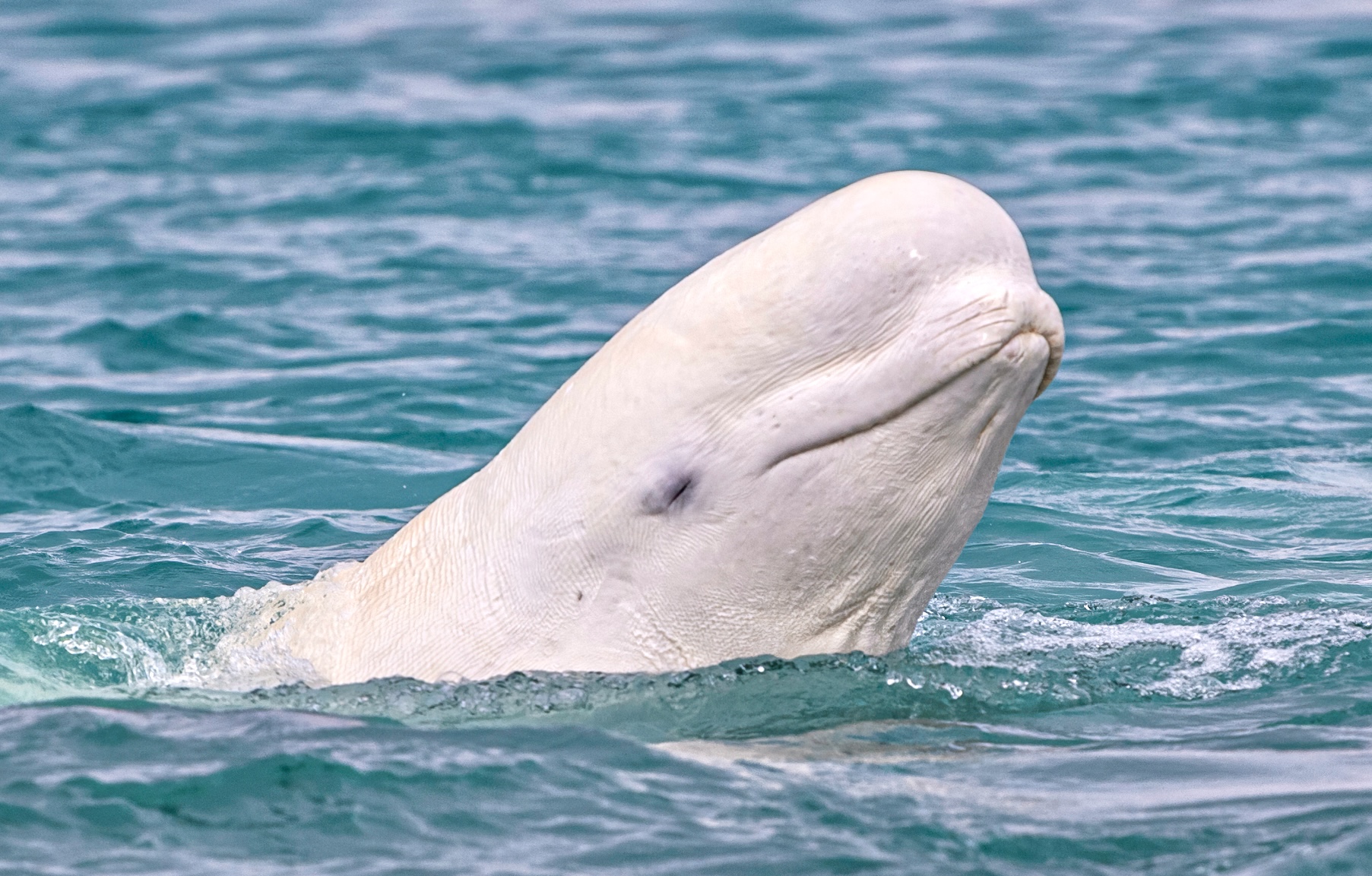 Beluga Whale or White Whale, Delphinapterus leucas, Cunningham Inlet ...