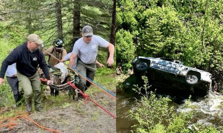 Heroic Dog Travels 4 Miles To Find Help After Owner’s Truck Plunges Off Cliff In Oregon