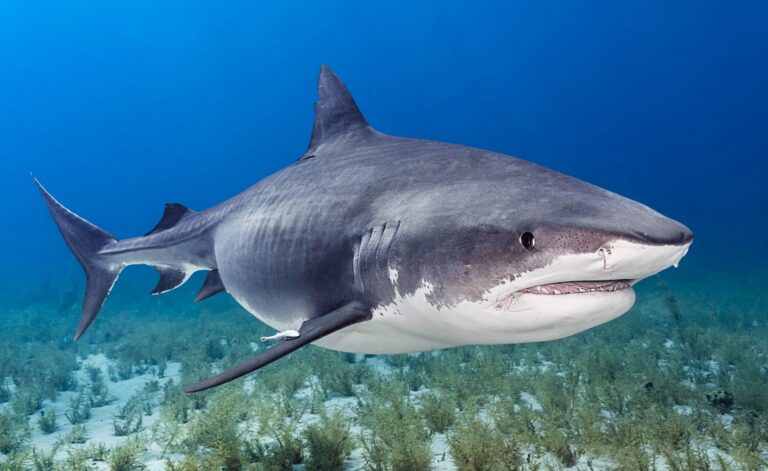 Sharks In Peril: Latin America & The Caribbean’s Role In The Shark Fin Trade Pushing Species Towards Extinction