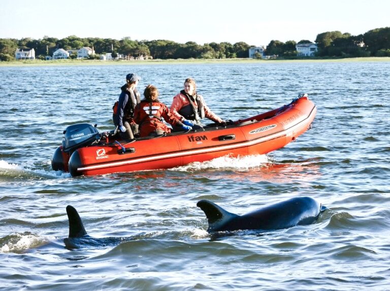 Rescuers Race To Save 125 Dolphins In One Of The Largest Mass Strandings Off Cape Cod