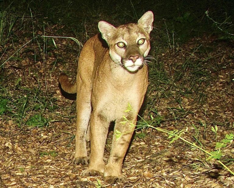 Another Mountain Lion Found Dead On The 405 Freeway In LA; More Needs To Be Done To Save Them