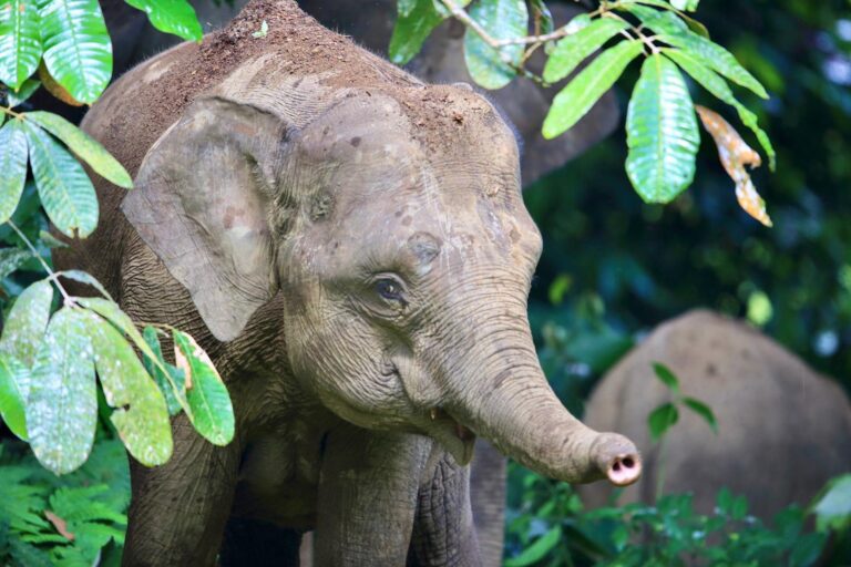 Facing Extinction: Borneo Elephants Now Listed As Endangered With Only 1,000 Remaining In The Wild
