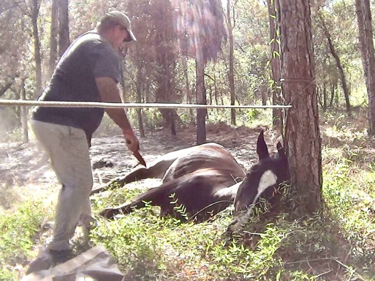 Inside Florida’s Illegal Horse Meat Trade: Undercover Footage Shows Racehorse Being Shot & Butchered