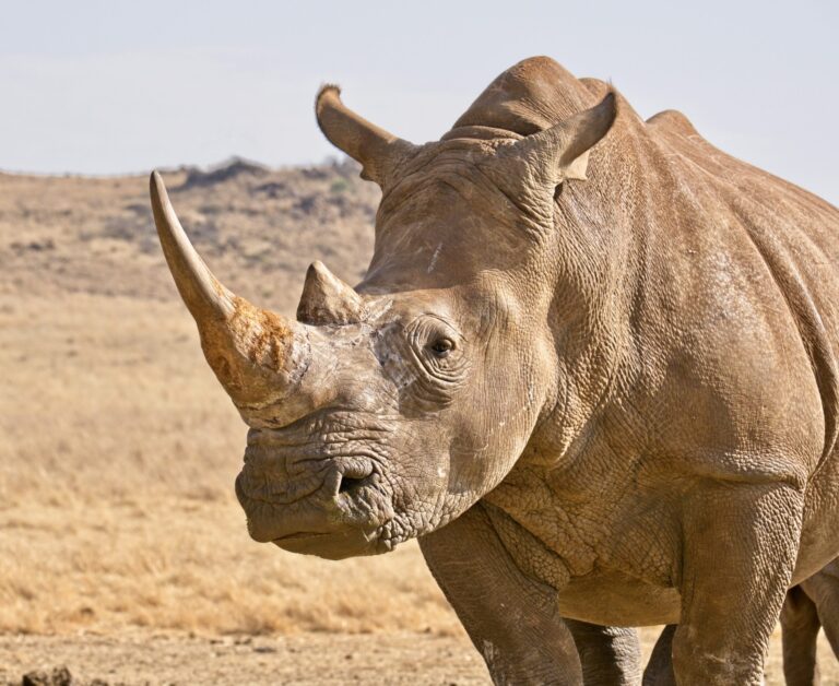 Preserving Rhinos: Poaching Declines In South Africa Due To Conservation Efforts & Dehorning