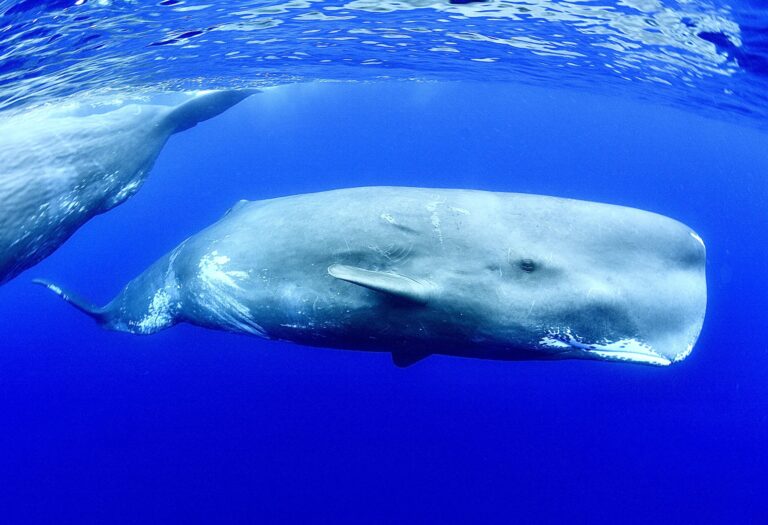 Greek Shipping Company Changes Course To Protect Endangered Whales In The Eastern Mediterranean