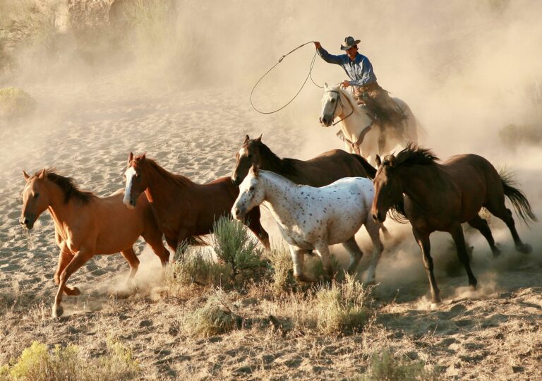 Animal Welfare Groups Challenge Court Decision Allowing Largest-Ever Eradication Of Wild Horses