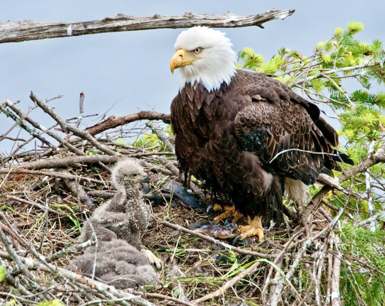 $15,000 Reward For Information On Bald Eagle Nest That Was Illegally Destroyed In Texas