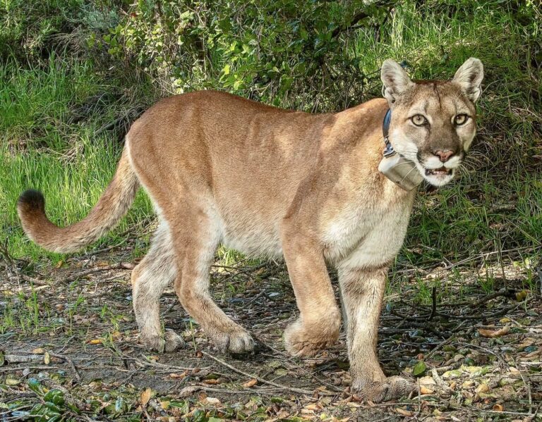 Victory For Wildlife: California Governor Signs Toughest Rat Poison Restrictions Into Law