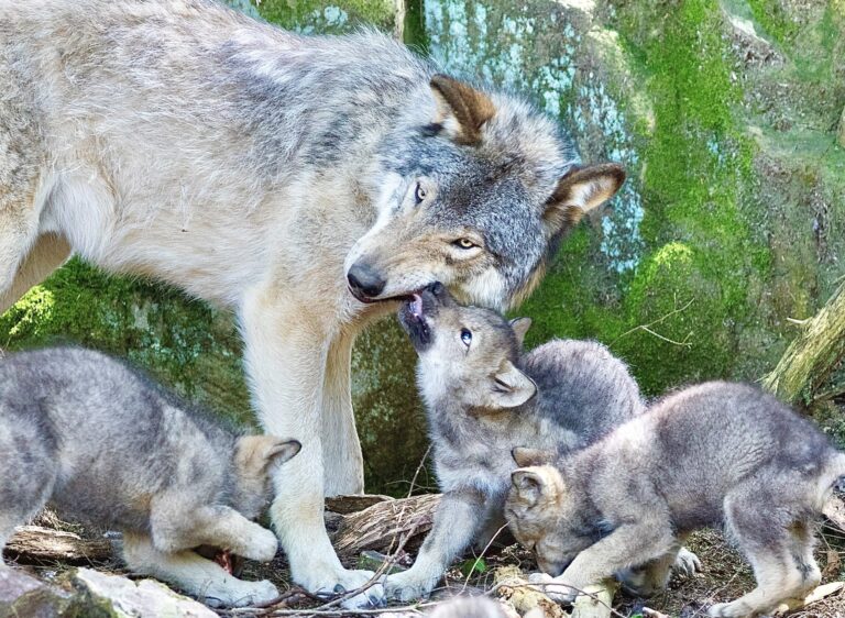 Colorado’s Reintroduced Copper Creek Wolf Pack Has Been Captured; The Father Wolf Has Sadly Died