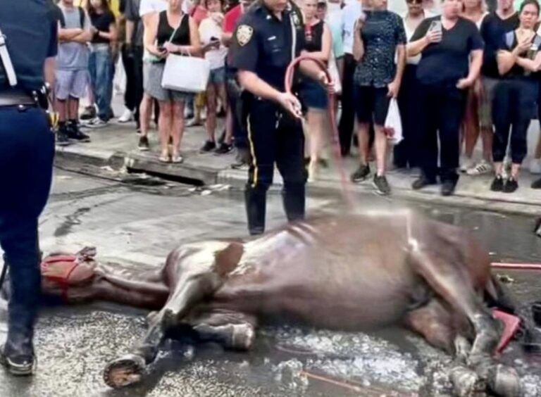 Veterans & New Yorkers Plan Rally At New York City Hall On August 15th To Support A Ban On Horse Carriages