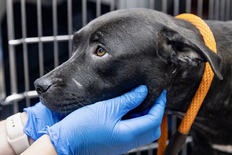 Over 100 Dogs Rescued From Dog Fighting Operation By The ASPCA & Law Enforcement In Florida