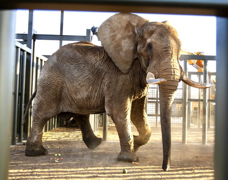 Charley The Elephant Arrives At The Shambala Private Game Reserve Following 40 Years In Captivity