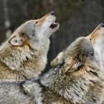 Howling wolves