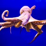 Common Octopus (Octopus vulgaris)