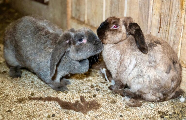 Over 100 Rabbits Rescued From Overwhelmed Caregiver’s Home In Tennessee