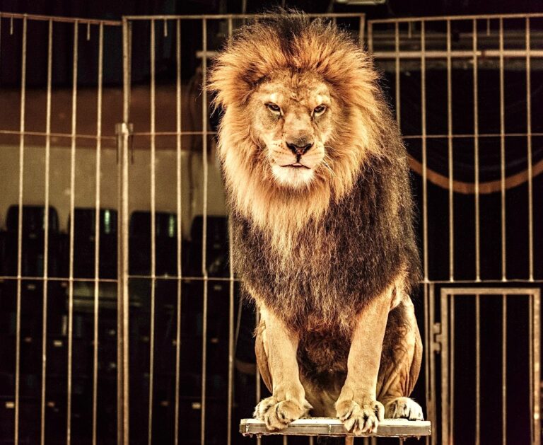 Massachusetts Passes Historic Law To End The Exploitation Of Elephants, Lions & Other Wild Animals In Circuses