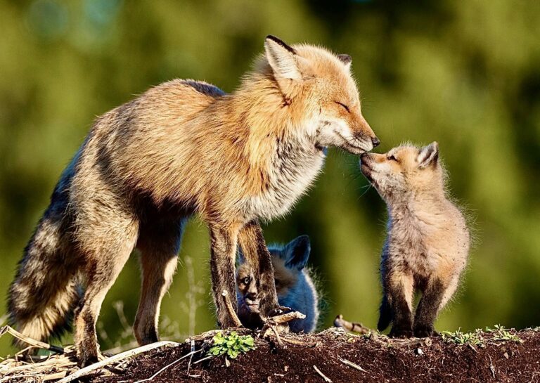 Major Victory! Max Mara Fashion Group Chooses Compassion By Going Fur-Free