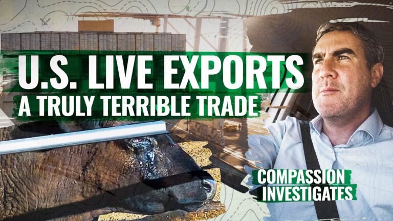 Animal Welfare Groups Urge Governor Josh Green To Ban Cruel Live Cattle Exports From Hawaii