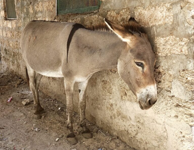 End The Brutal Donkey-Hide Trade: Mounting Pressure For New York To Enforce The Ban