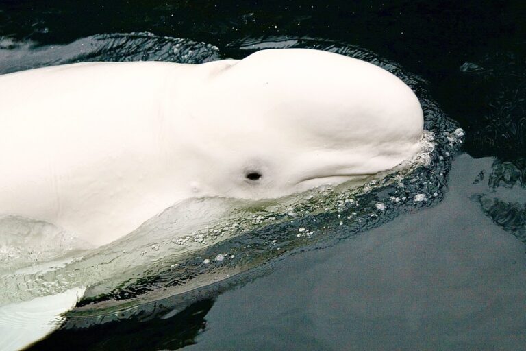Hvaldimir, The Beloved Beluga Whale, Has Been Found Dead In Rogaland, Norway