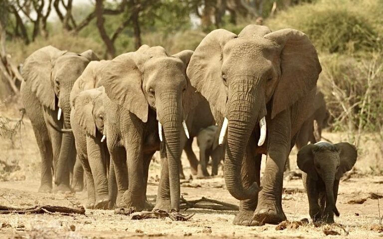 Global Outrage As Namibia Plans To Cull 723 Wild Animals; Urgent Action Needed!