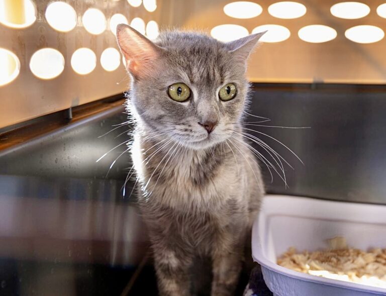 Cruel Kitten Experiments Canceled Following WCW Investigation; Over A Dozen Cats Rescued