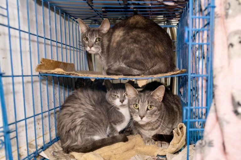 Over 100 Cats Rescued From Deplorable Conditions At Pennsylvania Animal Rescue