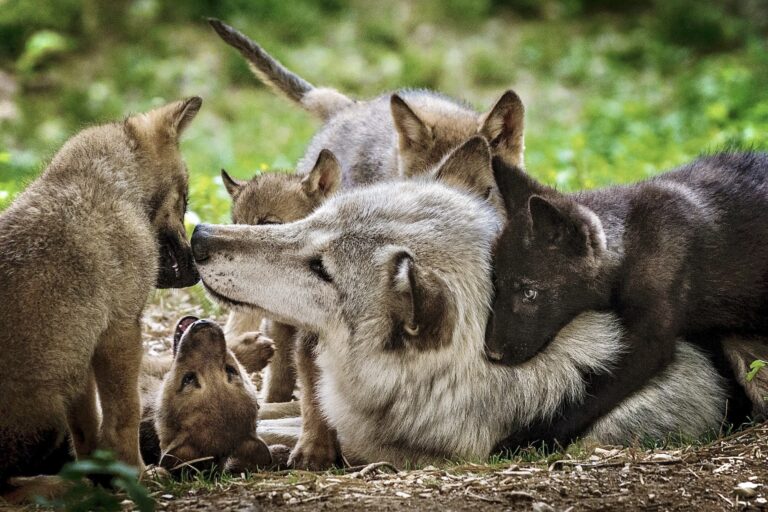 Biden Administration Moves To Remove Endangered Species Act Protections For Gray Wolves