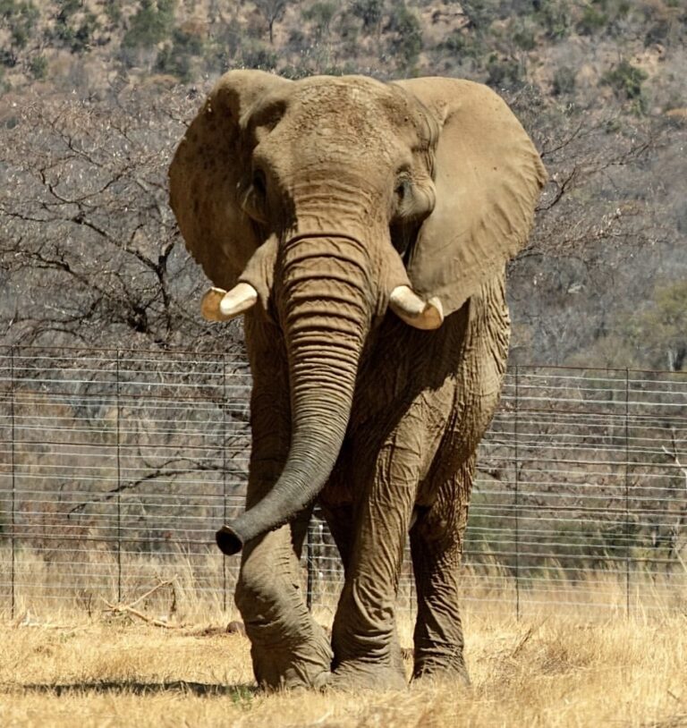 Rescued Elephant Charley Released Into New Enclosure To Experience The Savanna For The First Time