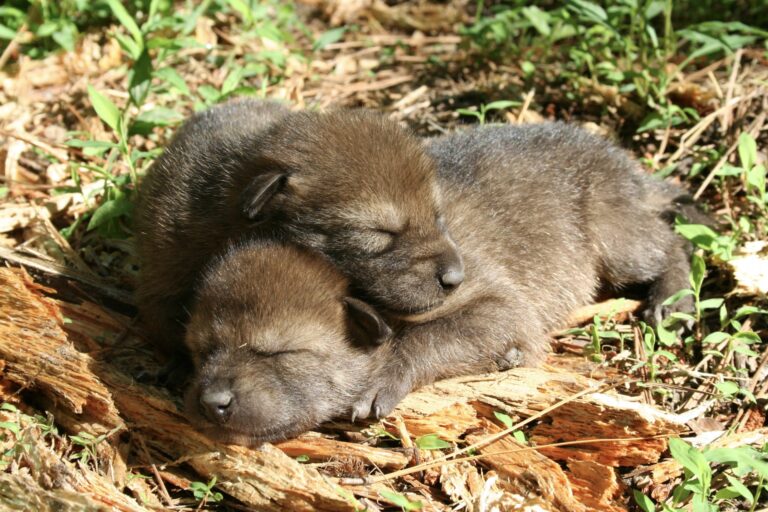 Five Critically Endangered Red Wolf Pups Die After Father’s Fatal Accident: Less Than 20 Remain In The Wild