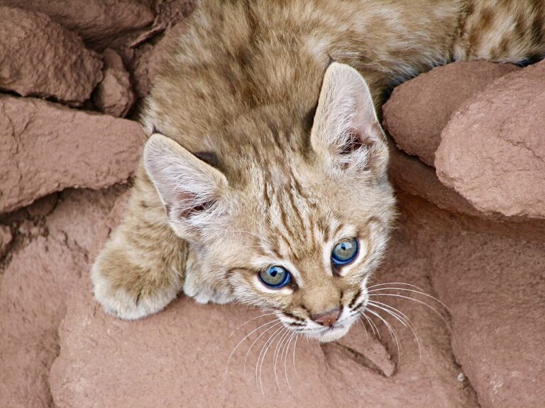 Outrage As Indiana Plans To Trap 250 Bobcats Despite Public Outcry; Urgent Action Needed!