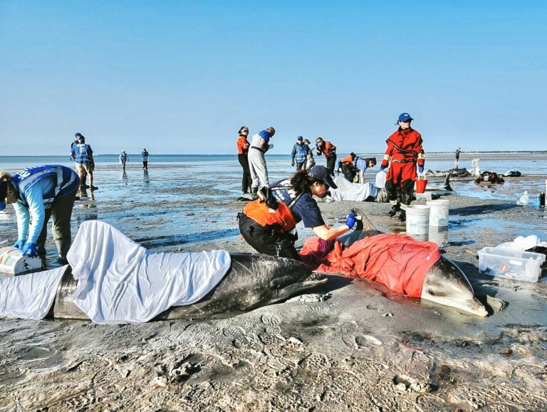 Unprecedented Dolphin Stranding Sparks Massive Rescue Effort In Cape Cod, Massachusetts