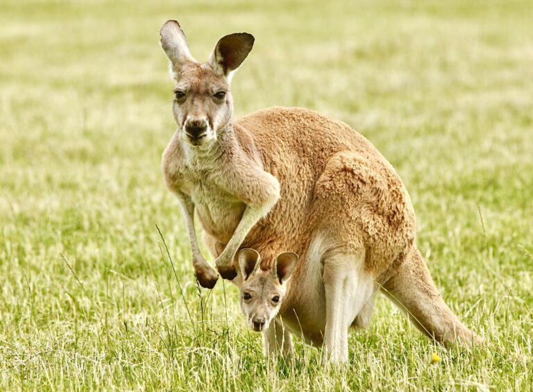 End The Slaughter: Critical Bill Introduced To Ban U.S. Sales Of Kangaroo Leather Products