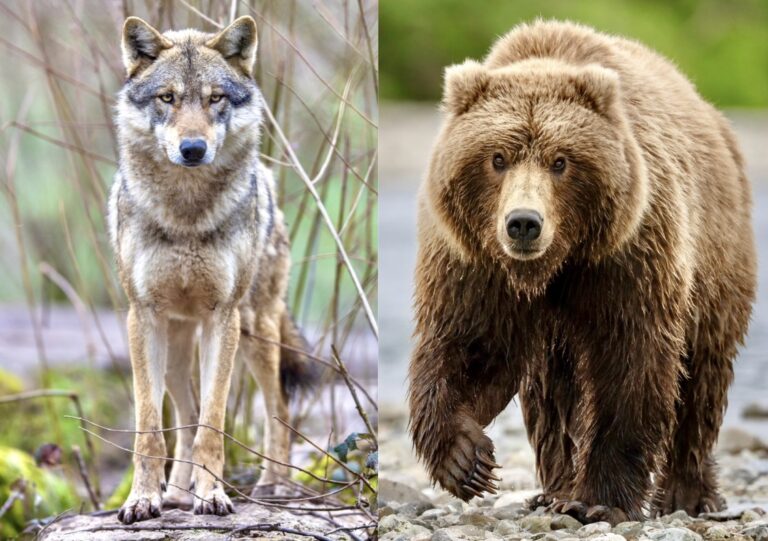 Historic Bill Introduced To Protect America’s Gray Wolves, Grizzly Bears & Bison