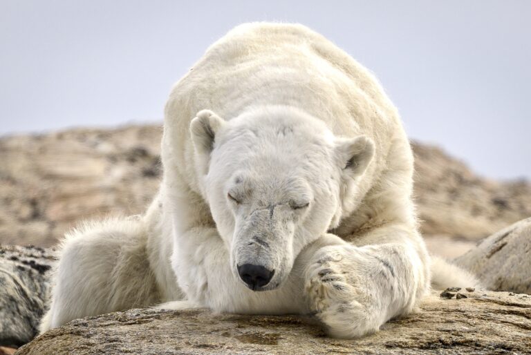 Outrage Erupts After Authorities Kill First Wild Polar Bear Seen In Iceland Since 2016