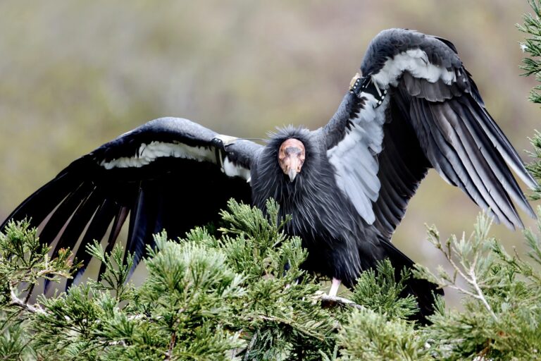 $15,000 Reward For Information On The Killing Of An Endangered California Condor In Colorado