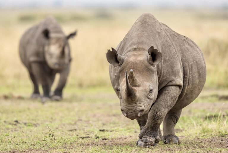 U.S. Hunters Push To Import Trophies Of Two Critically Endangered Black Rhinos Killed In Namibia