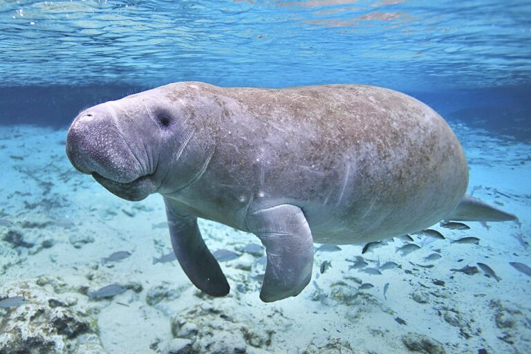 Florida Manatees To Gain Nearly Two Million Acres Of Enhanced Protected Habitat