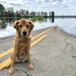 Sad dog at flooded road