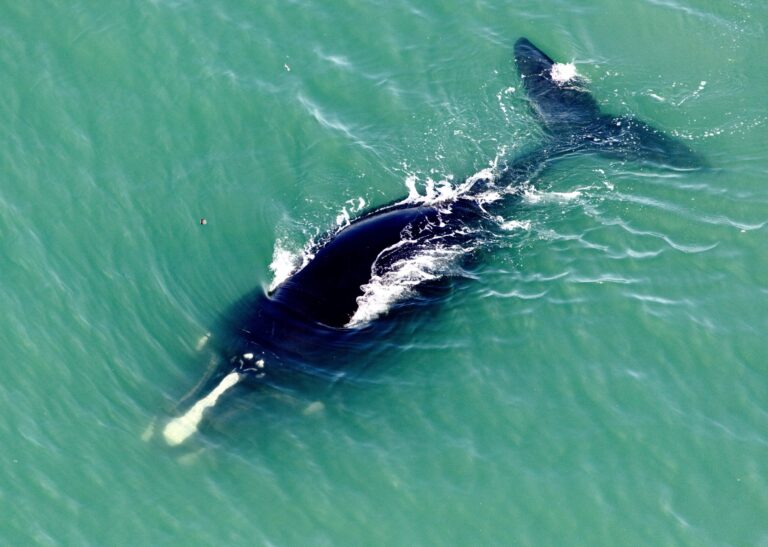 The North Atlantic Right Whale Population Is Perilously Close To Extinction With Only 372 Remaining