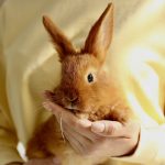 Young woman with adorable rabbit indoors, closeup. Lovely pet