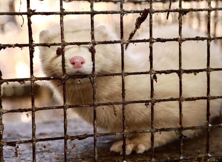 Landmark Victory In Romania After Fur Farming Ban Is Approved By Parliament