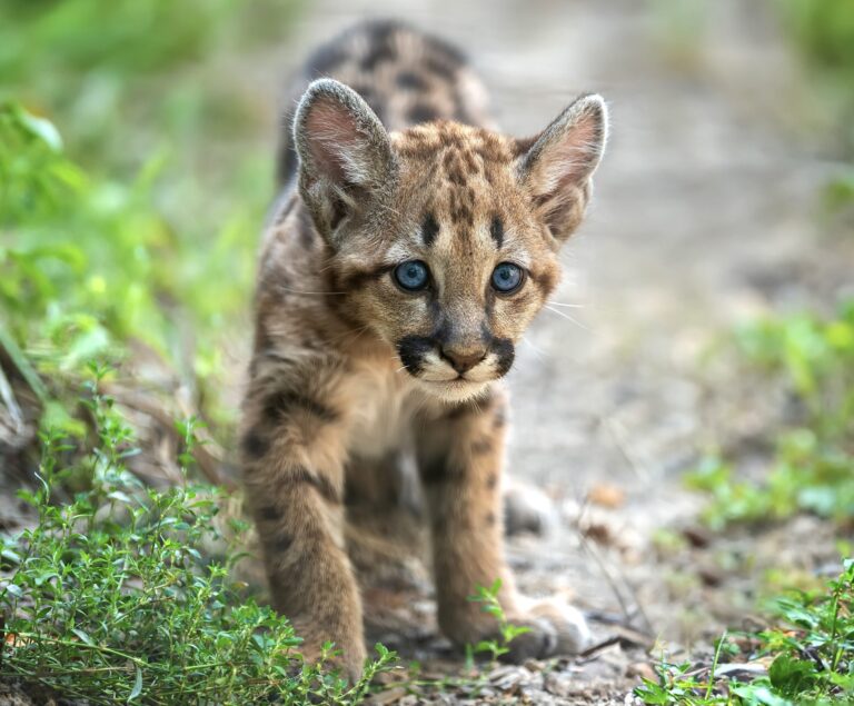 The Fight Against Cyanide Bombs: Over 60 Groups Unite To Protect Wildlife In The U.S.