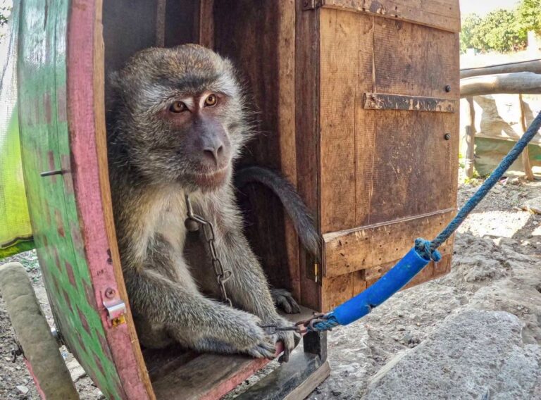 31 Abused Dancing Monkeys Rescued From Notorious Training Village In Indonesia