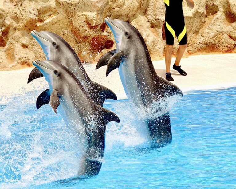 Urge Disney To Relocate Their Epcot Dolphins To A Seaside Sanctuary, Not Another Theme Park